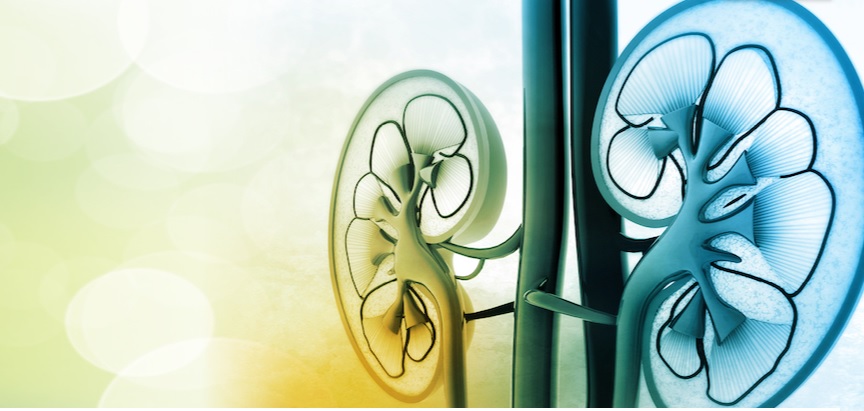 Are Your Kidneys Safe From Cancer - Understanding the Risk and Taking Preventive Steps